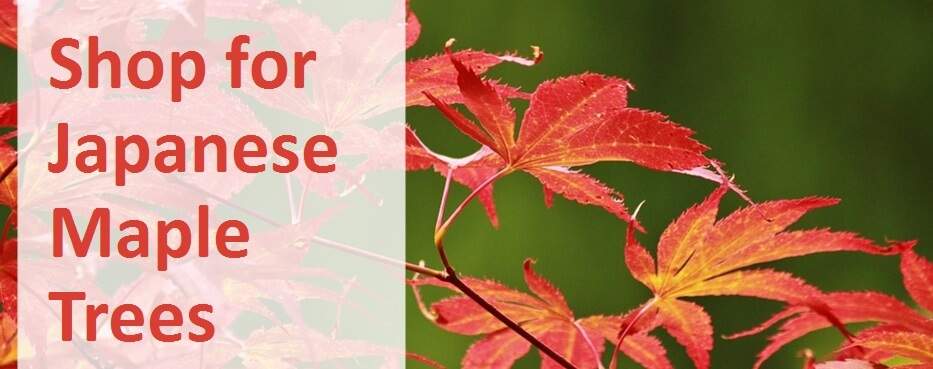 Shop for Japanese Maple trees